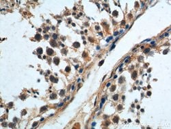 WDR7 Rabbit anti-Human, Mouse, Rat, Polyclonal, Proteintech 150 &mu;L | Buy Online | Proteintech Group Inc | Fisher Scientific