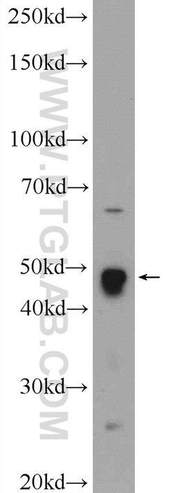 LYAR Rabbit anti-Human, Mouse, Polyclonal, Proteintech:  