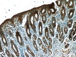 NUP205 Rabbit anti-Human, Polyclonal, Proteintech 150 &mu;L; Unconjugated:Antibodies,