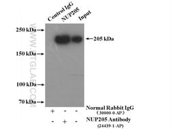 NUP205 Rabbit anti-Human, Polyclonal, Proteintech 150 &mu;L; Unconjugated:Antibodies,