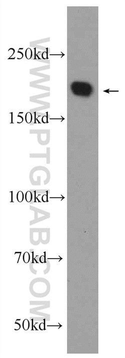 NUP205 Rabbit anti-Human, Polyclonal, Proteintech 150 &mu;L; Unconjugated:Antibodies,