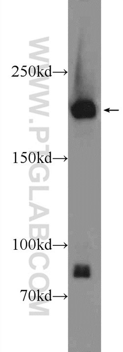 NUP205 Rabbit anti-Human, Polyclonal, Proteintech 150 &mu;L; Unconjugated:Antibodies,