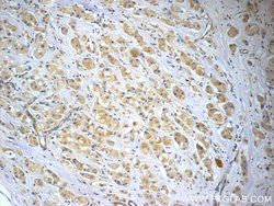 CCDC53 Rabbit anti-Human, Mouse, Polyclonal, Proteintech:Antibodies:Primary