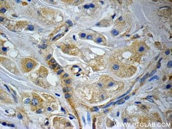 CCDC53 Rabbit anti-Human, Mouse, Polyclonal, Proteintech:Antibodies:Primary