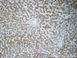 CCDC53 Rabbit anti-Human, Mouse, Polyclonal, Proteintech:Antibodies:Primary