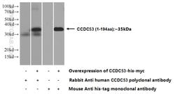 CCDC53 Rabbit anti-Human, Mouse, Polyclonal, Proteintech:Antibodies:Primary