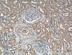 CCBE1 Rabbit anti-Human, Polyclonal, Proteintech 150 &mu;L; Unconjugated:Antibodies,