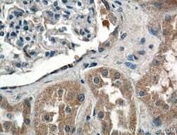 CCBE1 Rabbit anti-Human, Polyclonal, Proteintech 150 &mu;L; Unconjugated:Antibodies,
