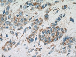 GEF-H1 Rabbit anti-Human, Polyclonal, Proteintech 20 &mu;L; Unconjugated:Antibodies,