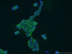 C20orf11 Rabbit anti-Human, Mouse, Non-human primate, Rat, Polyclonal,