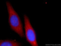 AMZ1 Rabbit anti-Human, Mouse, Rat, Polyclonal, Proteintech 150 μL;
