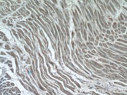 AMZ1 Rabbit anti-Human, Mouse, Rat, Polyclonal, Proteintech 150 μL;