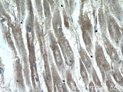 AMZ1 Rabbit anti-Human, Mouse, Rat, Polyclonal, Proteintech 150 μL;