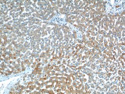 VPS13B Rabbit anti-Human, Mouse, Polyclonal, Proteintech 150 &mu;L; Unconjugated:Antibodies,