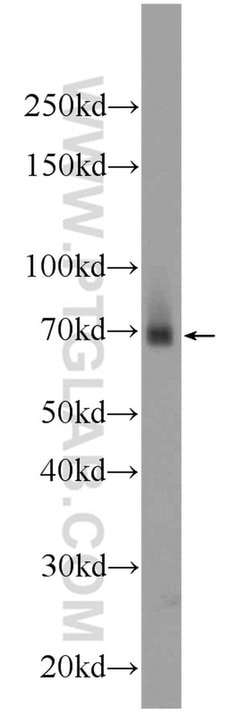 ZNF512 Rabbit anti-Human, Mouse, Polyclonal, Proteintech 150 &mu;L; Unconjugated:Antibodies,