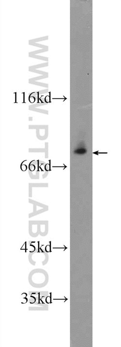 ZNF512 Rabbit anti-Human, Mouse, Polyclonal, Proteintech 150 &mu;L; Unconjugated:Antibodies,