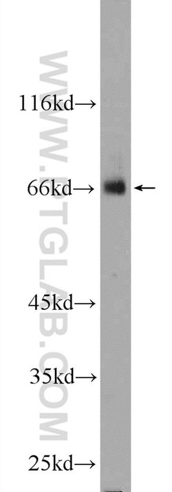 ZNF512 Rabbit anti-Human, Mouse, Polyclonal, Proteintech 150 &mu;L; Unconjugated:Antibodies,