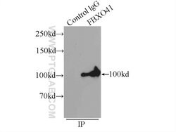 FBXO41 Rabbit anti-Human, Mouse, Rat, Polyclonal, Proteintech:Antibodies:Primary