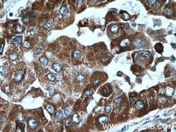 C10orf125 Rabbit anti-Human, Polyclonal, Proteintech:Antibodies:Primary