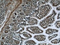 C8orf77 Rabbit anti-Human, Polyclonal, Proteintech:Antibodies:Primary Antibodies