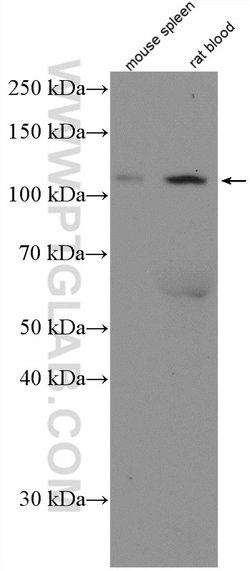 CD41/Integrin alpha 2b Rabbit anti-Human, Mouse, Rat, Polyclonal, Proteintech