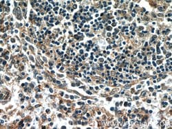 C15orf53 Rabbit anti-Human, Polyclonal, Proteintech 150 μL; Unconjugated:Antibodies,