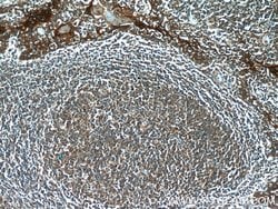 C15orf53 Rabbit anti-Human, Polyclonal, Proteintech 150 μL; Unconjugated:Antibodies,