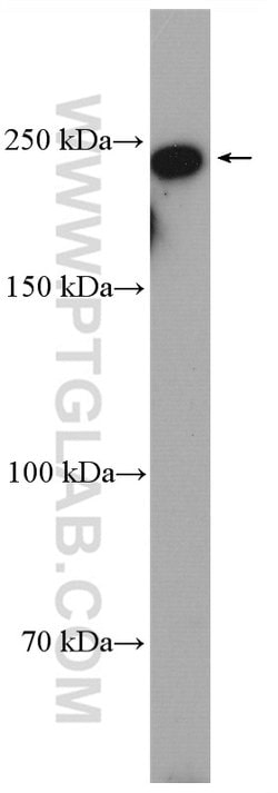 MYO10 Rabbit anti-Human, Mouse, Polyclonal, Proteintech