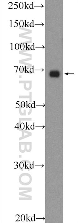 PTPN11 Rabbit anti-Human, Polyclonal, Proteintech:Anticorps:Anticorps primaires