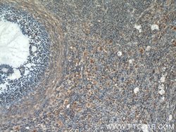 POTEA Rabbit anti-Human, Mouse, Polyclonal, Proteintech 150 &mu;L; Unconjugated:Antibodies,