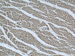UPB1 Rabbit anti-Human, Mouse, Polyclonal, Proteintech 150 &mu;L; Unconjugated:Antibodies,