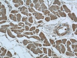UPB1 Rabbit anti-Human, Mouse, Polyclonal, Proteintech 150 &mu;L; Unconjugated:Antibodies,