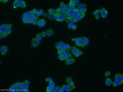 Angiopoietin 2 Rabbit anti-Human, Mouse, Rat, Polyclonal, Proteintech 150