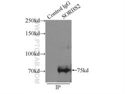 SORBS2 Rabbit anti-Human, Mouse, Polyclonal, Proteintech:Antibodies:Primary