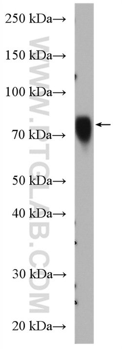 SORBS2 Rabbit anti-Human, Mouse, Polyclonal, Proteintech:Antibodies:Primary
