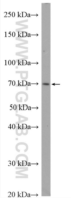 SORBS2 Rabbit anti-Human, Mouse, Polyclonal, Proteintech:Antibodies:Primary