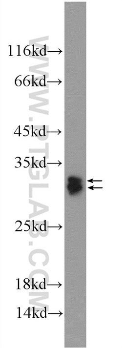 SRA1 Rabbit anti-Human, Polyclonal, Proteintech 150 &mu;L; Unconjugated:Antibodies,