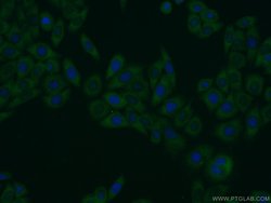 EHD1 Rabbit anti-Human, Mouse, Rat, Polyclonal, Proteintech 150 &mu;L;