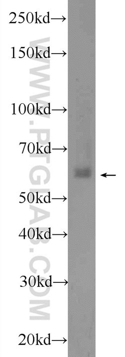 EHD1 Rabbit anti-Human, Mouse, Rat, Polyclonal, Proteintech 150 &mu;L;