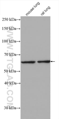 EHD1 Rabbit anti-Human, Mouse, Rat, Polyclonal, Proteintech 150 &mu;L;