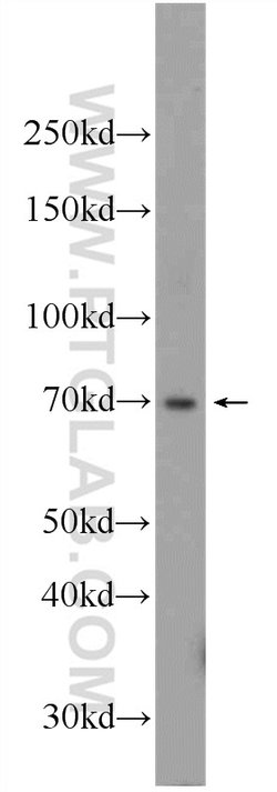 RBPJL Rabbit anti-Human, Polyclonal, Proteintech:Antibodies:Primary Antibodies
