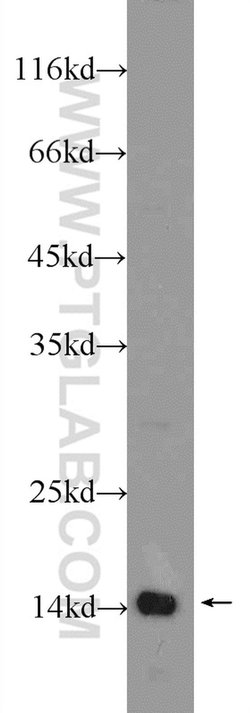 TAF13 Rabbit anti-Human, Mouse, Rat, Polyclonal, Proteintech 150 &mu;L;
