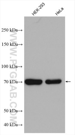 CCDC99 Rabbit anti-Human, Polyclonal, Proteintech 150 &mu;L; Unconjugated:Antibodies,