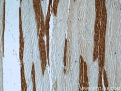 MN1 Rabbit anti-Human, Polyclonal, Proteintech:Antibodies:Primary Antibodies