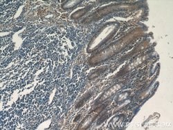 MDC1 Rabbit anti-Human, Polyclonal, Proteintech 150 &mu;L; Unconjugated:Antibodies,