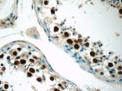 MDC1 Rabbit anti-Human, Polyclonal, Proteintech 150 &mu;L; Unconjugated:Antibodies,