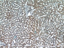 INSIG2 Rabbit anti-Human, Mouse, Rat, Polyclonal, Proteintech:Antibodies:Primary