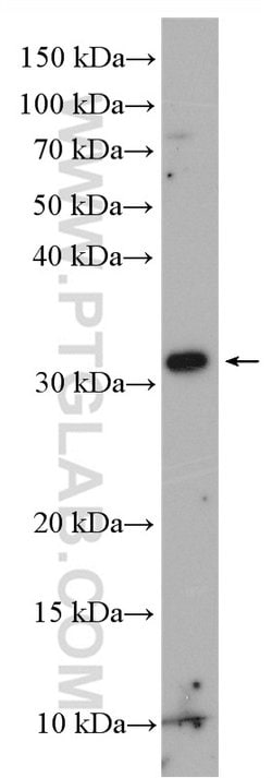 INSIG2 Rabbit anti-Human, Mouse, Rat, Polyclonal, Proteintech:Antibodies:Primary