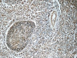 LRMP Rabbit anti-Human, Polyclonal, Proteintech:Antibodies:Primary Antibodies