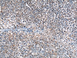 MOSC2 Rabbit anti-Human, Mouse, Polyclonal, Proteintech 150 &mu;L | Buy Online | Proteintech Group Inc | Fisher Scientific